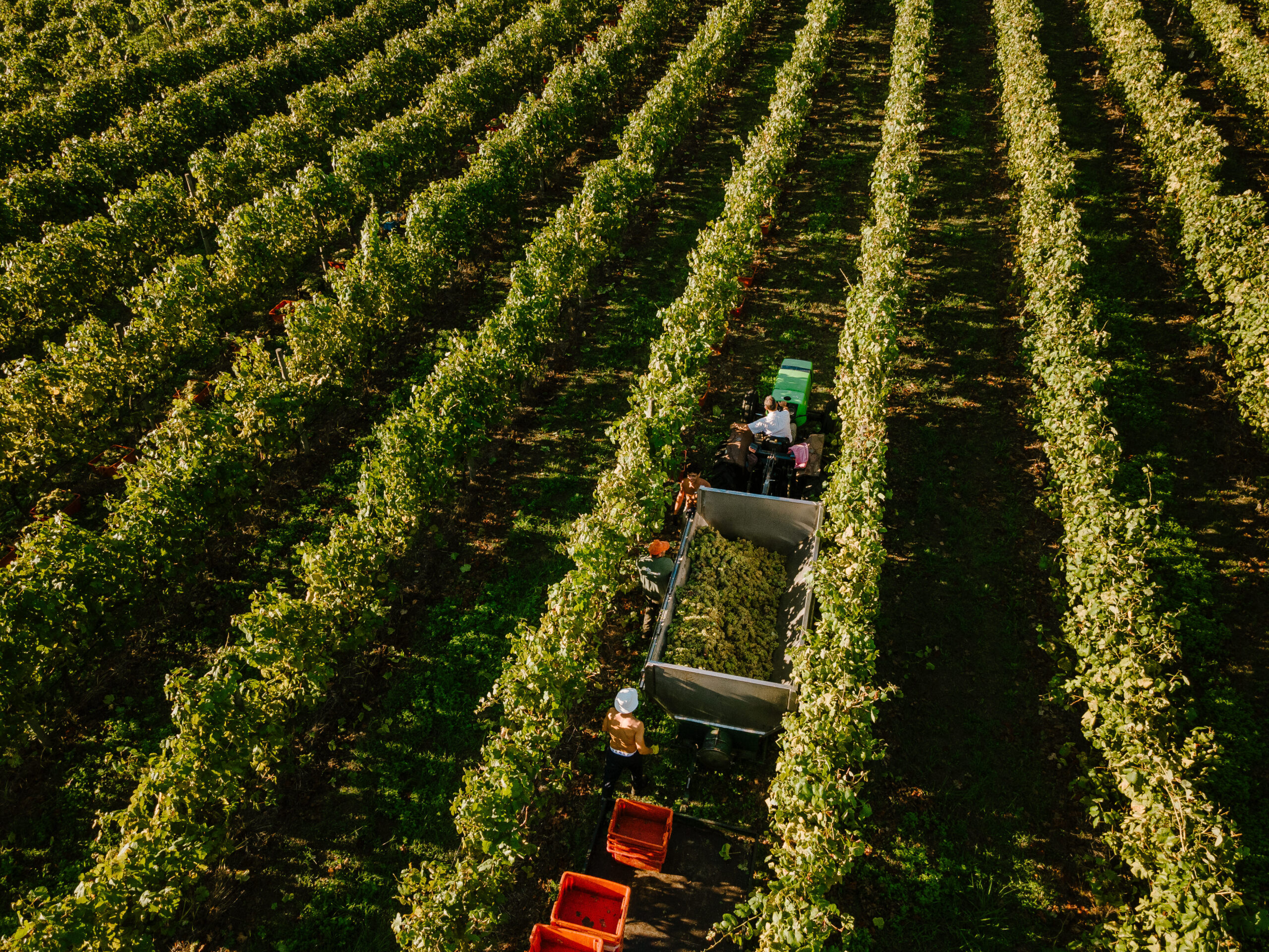 The Story of Vinho Verde: Portugal’s Freshest Wine Tradition